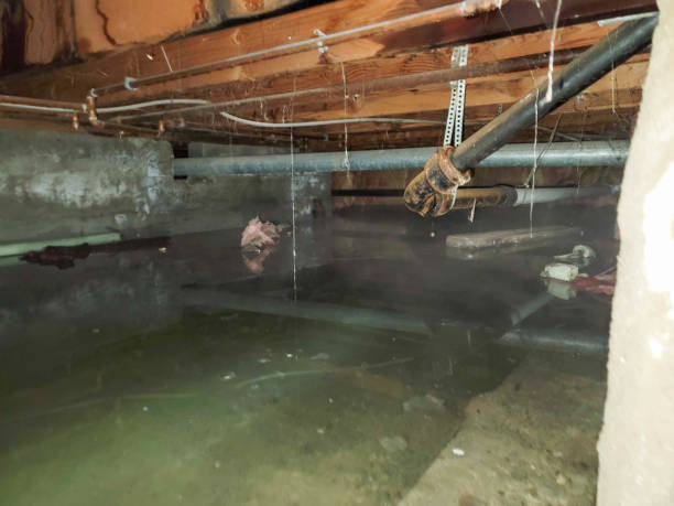 Best Flood restoration services  in Ruhenstroth, NV